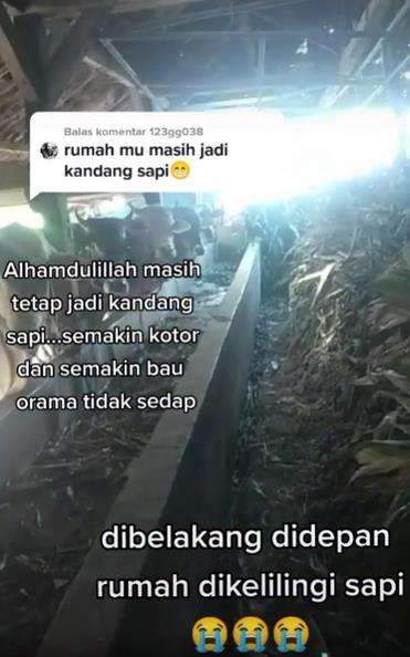 Heboh rumah mewah berubah jadi kandang sapi.