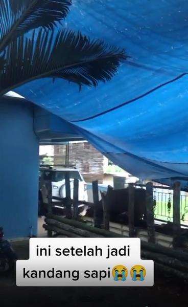 Heboh rumah mewah berubah jadi kandang sapi.