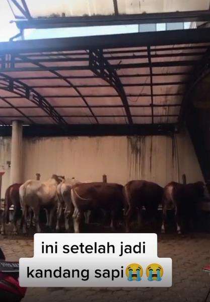 Heboh rumah mewah berubah jadi kandang sapi.