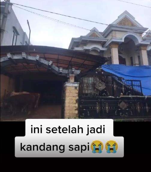 Heboh rumah mewah berubah jadi kandang sapi.