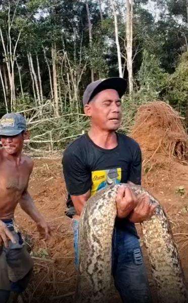 Heboh penemuan ular sanca kembang lebih gede dari paha orang dewasa di Sumatera.