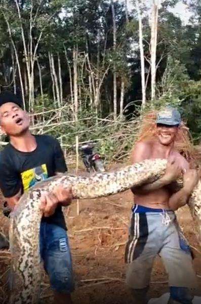 Heboh penemuan ular sanca kembang lebih gede dari paha orang dewasa di Sumatera.