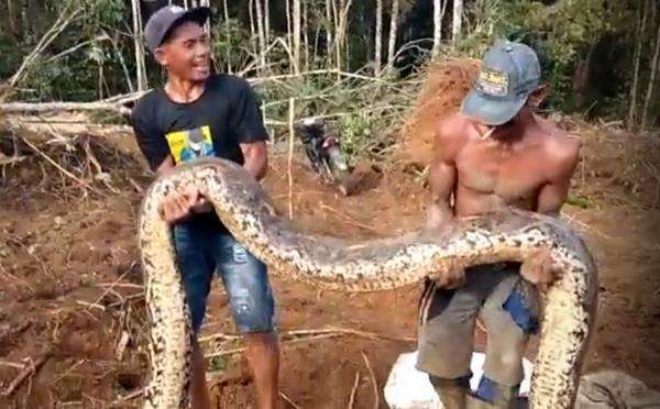 Heboh penemuan ular sanca kembang lebih gede dari paha orang dewasa di Sumatera.
