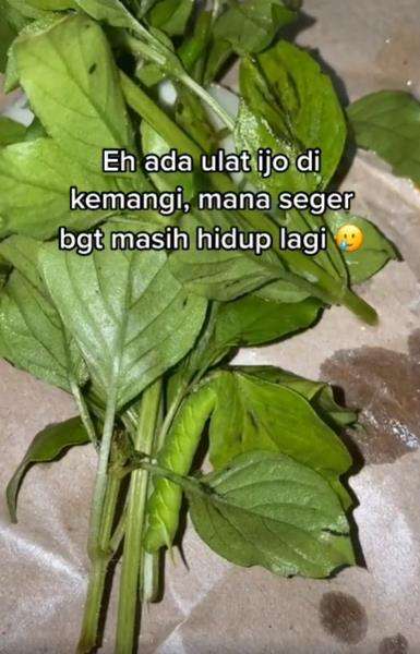 Auto mual pas lihat lalapan kemangi pecel ayam.
