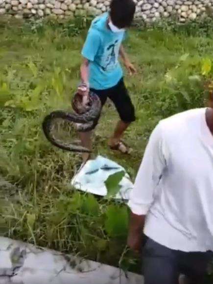 Salah perhitungan saat tangkap ular, endingnya tragis.