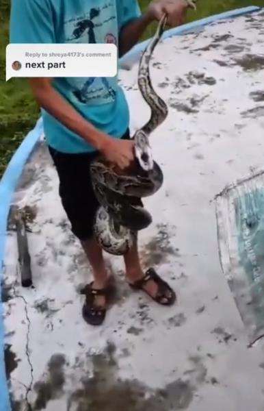 Salah perhitungan saat tangkap ular, endingnya tragis.