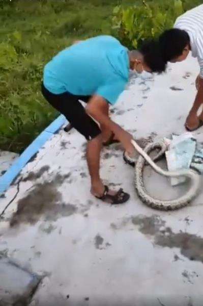 Salah perhitungan saat tangkap ular, endingnya tragis.