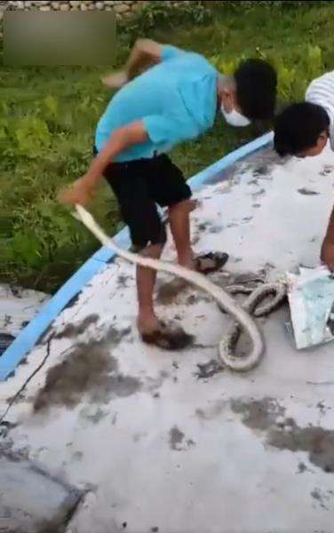 Salah perhitungan saat tangkap ular, endingnya tragis.