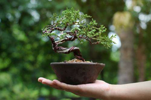 Bonsai