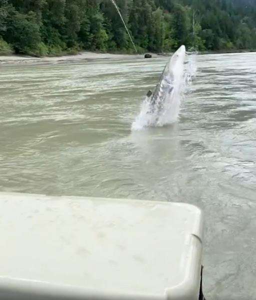 Mancing di sungai kaget begitu dapat ikan raksasa.