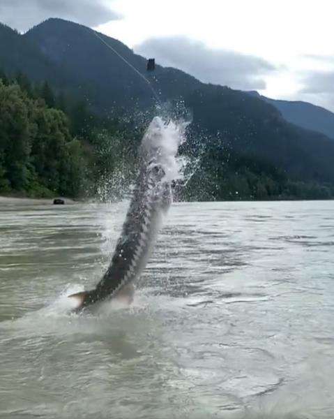 Momen dapat tangkapan ikan raksasa.