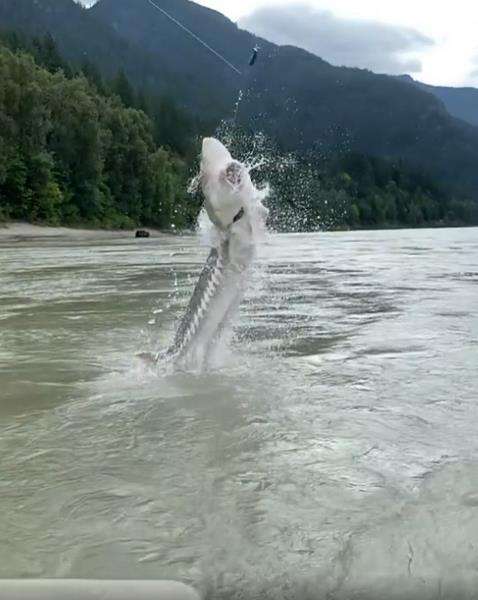 Ikan raksasa diperkirakan berusia 50 tahun.