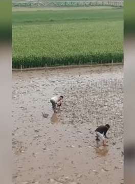 Seorang Pria Membuat Lukisan di Sawah