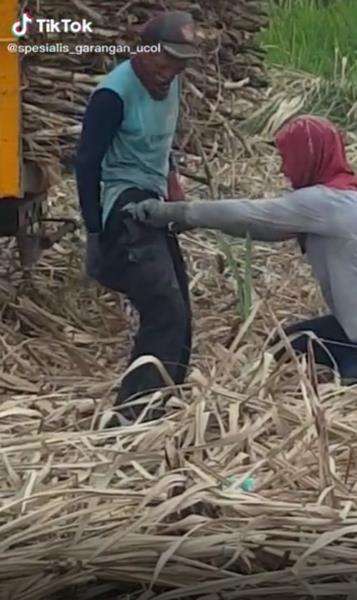Momen apes celana petani tebu kemasukan tikus sawah.