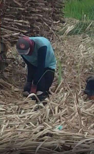 Momen apes celana petani tebu kemasukan tikus sawah.