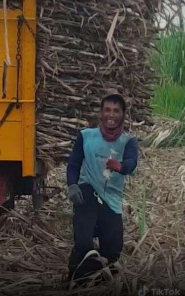 Momen apes celana petani tebu kemasukan tikus sawah.