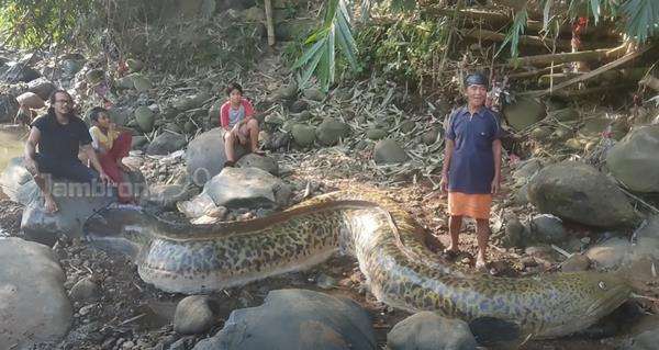 Heboh penemuan sidat raksasa di sungai.