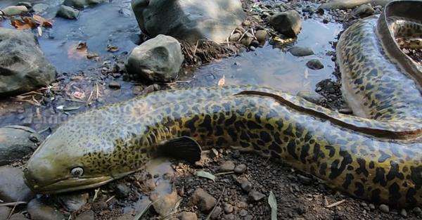 Heboh penemuan sidat raksasa di sungai.