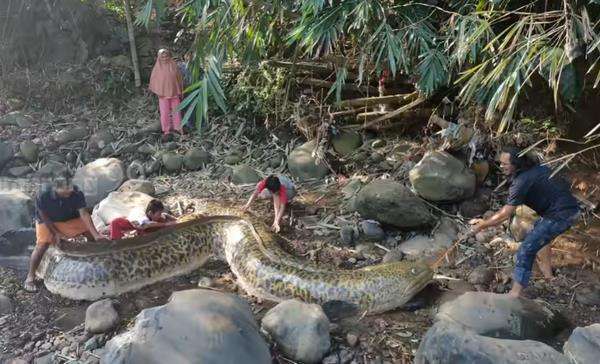 Heboh penemuan sidat raksasa di sungai.