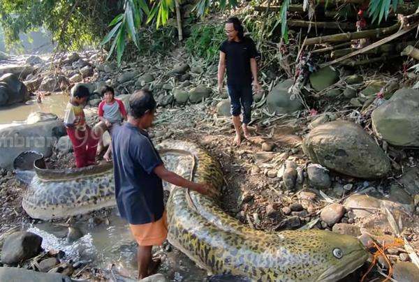 Heboh penemuan sidat raksasa di sungai.