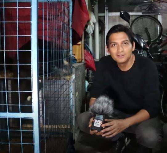 Suara musang lagi birahi mirip tertawa kuntilanak.