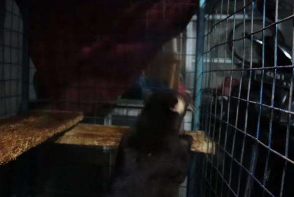 Suara musang lagi birahi mirip tertawa kuntilanak.