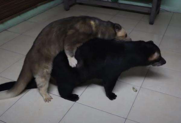 Suara musang lagi birahi mirip tertawa kuntilanak.
