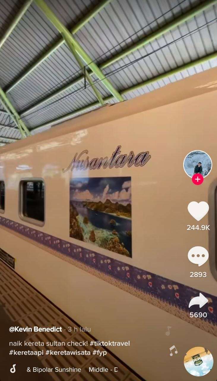 Penampakan Kawis Nusantara (1)
