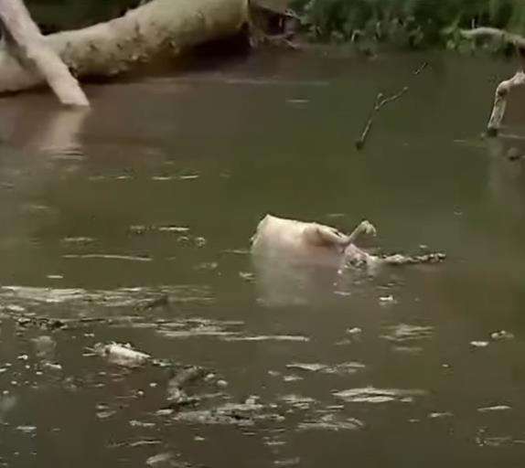 Heboh bangkai kambing tanpa kepala di sungai, didiuga tumbal sebuah ritual.