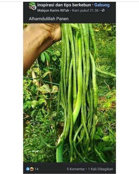 Panen kacang panjang yang bikin deg-degan.