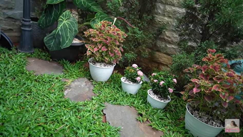 Taman  rumah Feli dan Hito