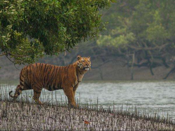 Harimau Benggala terkam nelayan lagi cari kepiting di pinggir sungai.
