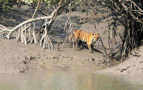Salah satu harimau di taman perlindungan Sunderbans Tiger Reserve (STR).