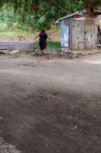 Viral nenek tenteng kobra kaya bawa koper aja.