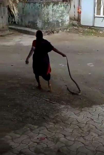 Viral nenek tenteng kobra kaya bawa koper aja.