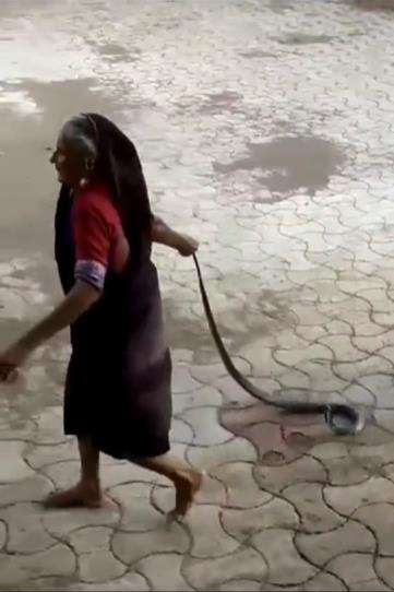 Viral nenek tenteng kobra kaya bawa koper aja.