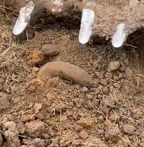 Viral makhluk raksasa aneh mirip belut muncul dari tanah.