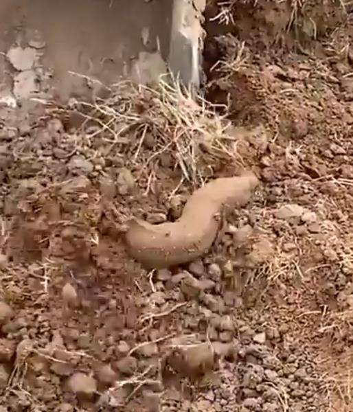 Viral makhluk raksasa aneh mirip belut muncul dari tanah.