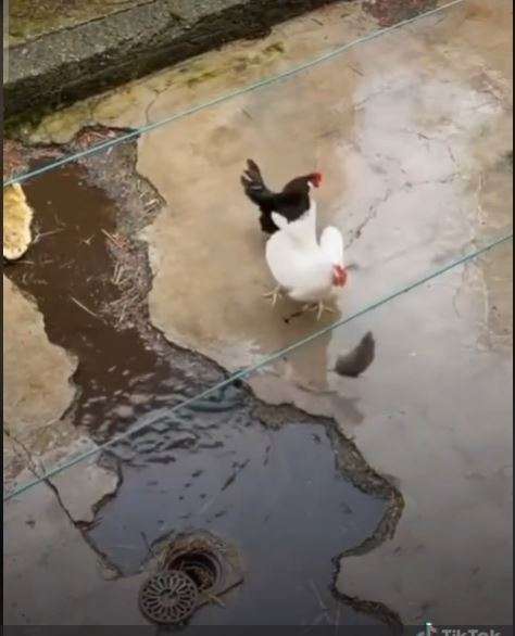 Ayam vs Tikus