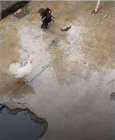 Ayam vs tikus