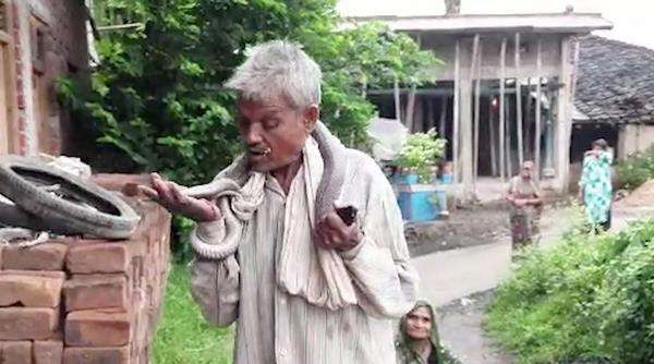 Ngaku kebal bisa, pawang ular tewas usai digigit kobra hitam.