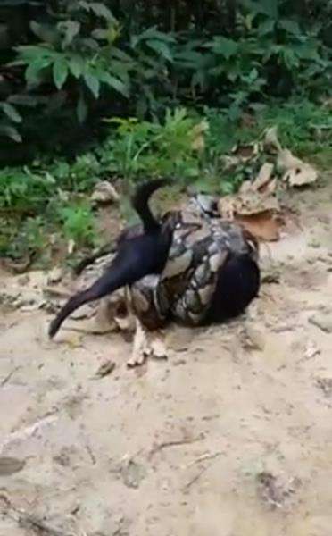 Anjing dibelit ular piton.