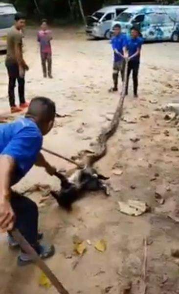 Anjing dibelit ular piton.