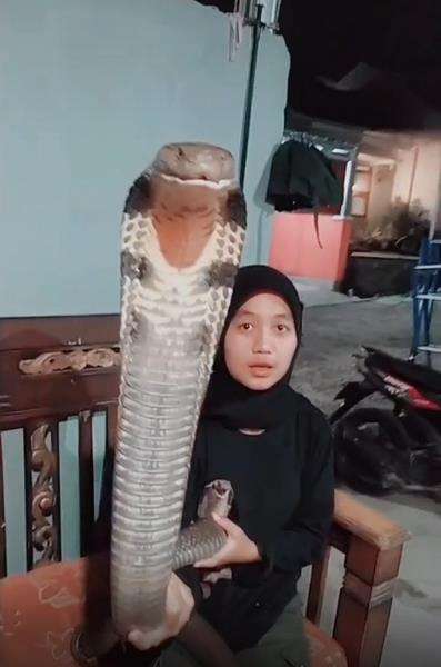 Pose berdua sama king kobra dengan mesranya.