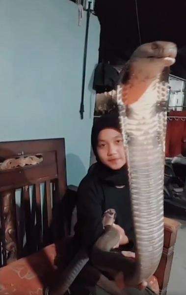 Pose berdua sama king kobra dengan mesranya.