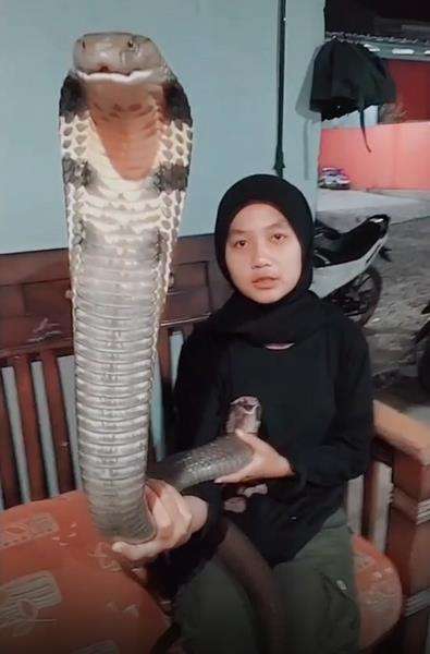 Pose berdua sama king kobra dengan mesranya.
