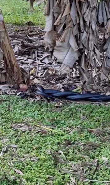 Heboh ular hitam raksasa bertarung di kebun belakang rumah.