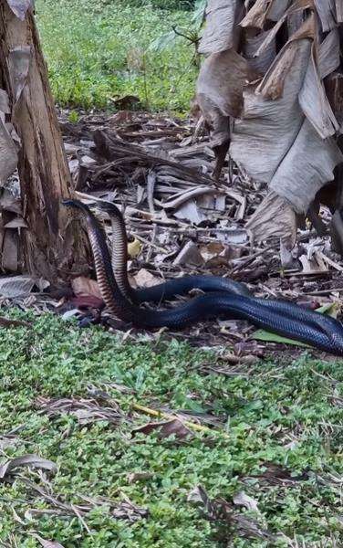 Heboh ular hitam raksasa bertarung di kebun belakang rumah.