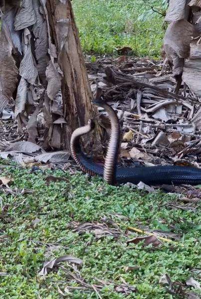 Heboh ular hitam raksasa bertarung di kebun belakang rumah.