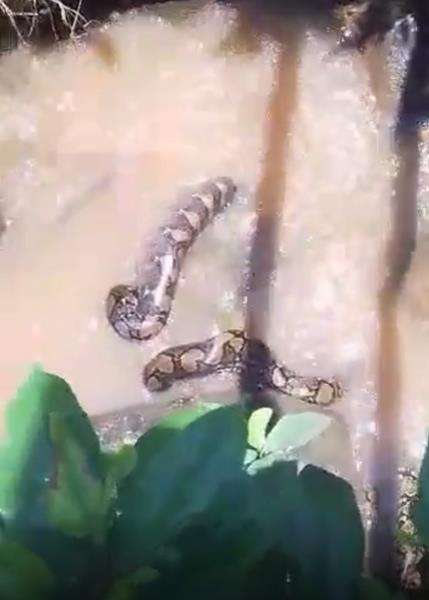 Video ular piton raksasa muntahkan biawak besar.